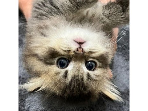 75 günlük british longhair