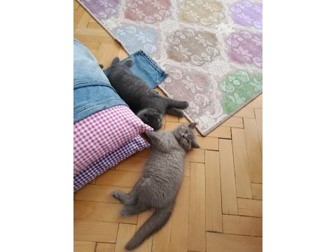 British shorthair yavrularıma kalıcı yuva arıyorum