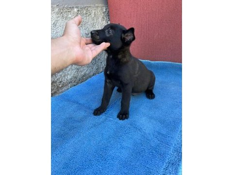 Safkan malinois yavruları