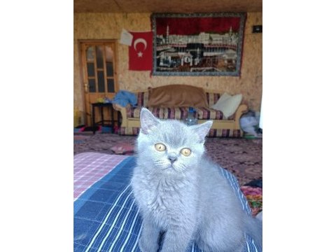 British shorthair yavru kedim