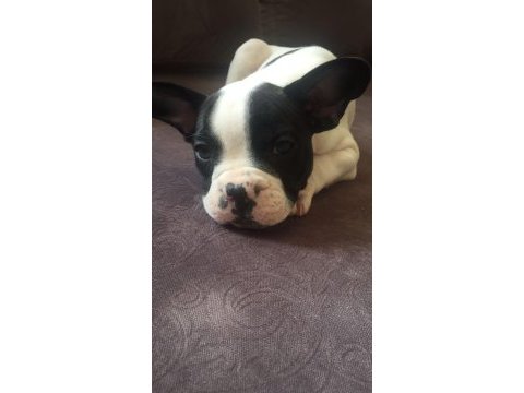 French bolldog yavruları