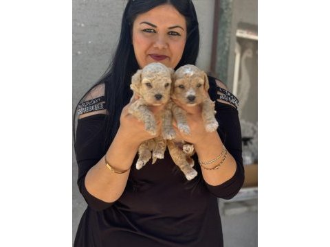 Safkan ufacık maltipoo yavrularım