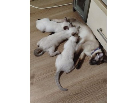 2 aylık 3 tane safkan dişi siyam kedisi
