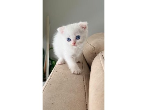 British shorthair ırk garantili