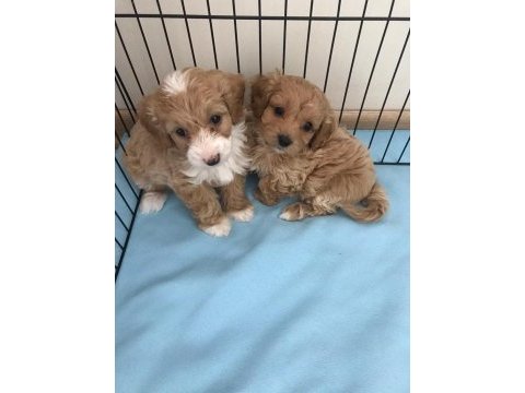 Tarım ve orman bakanlığı ruhsatlı maltipoo ve maltese