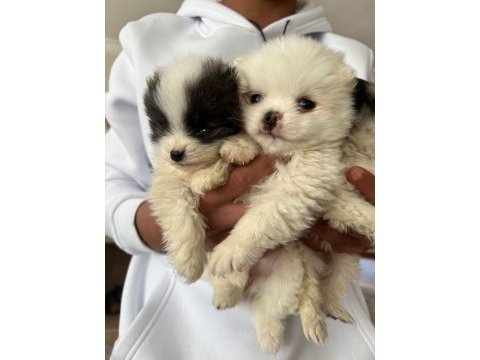 Pomeranian dişi ve erkek yavru