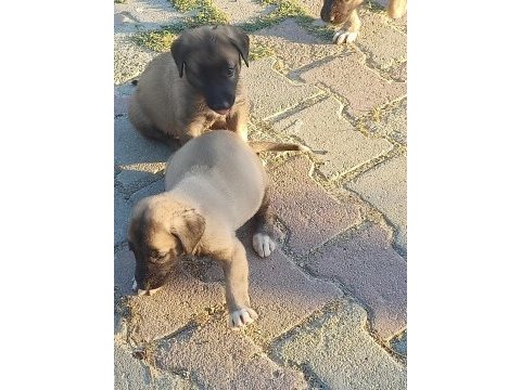 Sivastan özel getirttim kangal köpeklerin yavruları