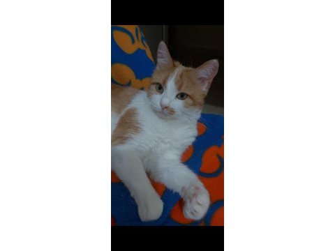 Sarı beyaz tekir kedi dişi