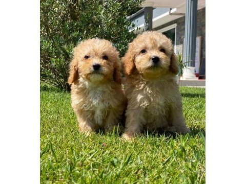 İpeksi tüylü neşe küpü maltipoo yavruları