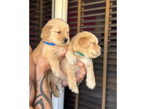 Piyasadan değil ev ortamından golden retriever yavrular