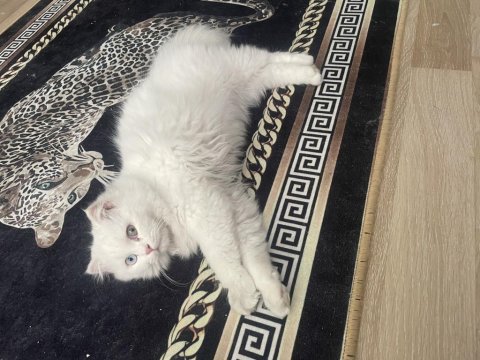 5 aylık erkek scottish fold