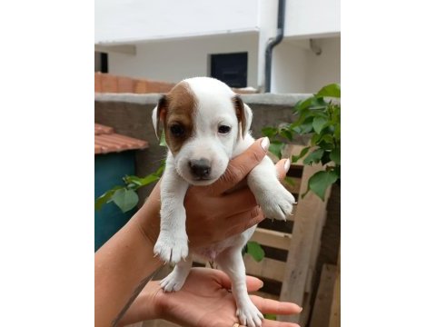 Yavru jack russell