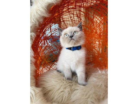 British shorthair blue point yavru 2 aylık