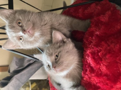 British longhair 2 aylık sahiplendirme