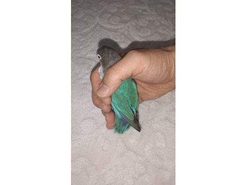 Erkek cennet papağanı 2 yaşında