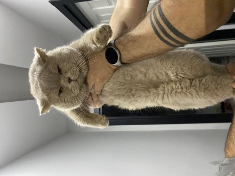 Safkan british shorthair lilac bi color