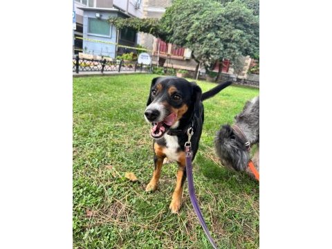 7 yaşında köpekler