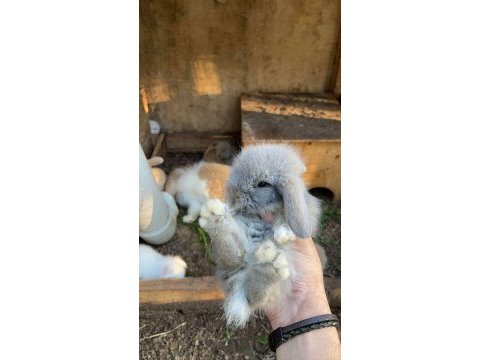 Hollanda lop tavşanı yavruları