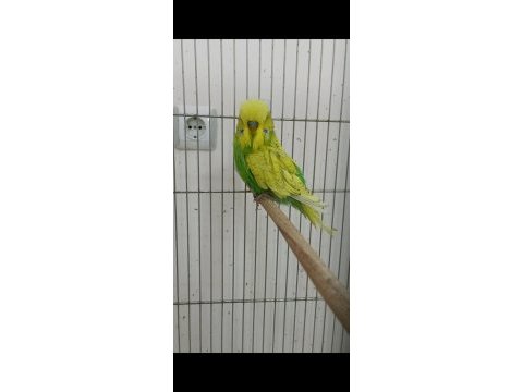 2 ile 5 aylık arasında şov vasıflı kuşlardan