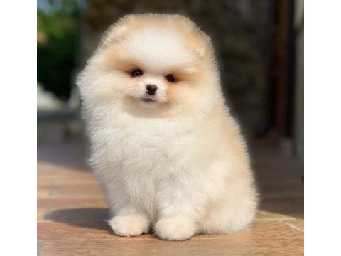 Pomeranian boo yavru köpekler