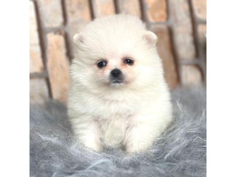 Ayıcık suratlı pomeranian boo köpeği