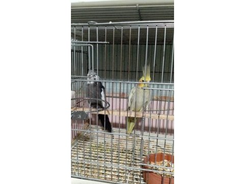 Garantili sultan papağanı takımlarımız