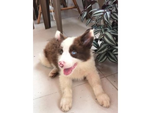 4 tane çok iyi kahve beyaz dişi 60 günlük border collie