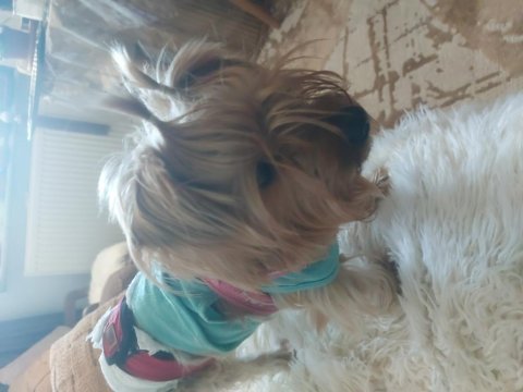 Yorkshire terrier bebekler