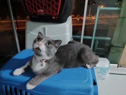 British shorthair yavrular