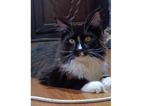 Xxl dev maine coon iri kan hattı
