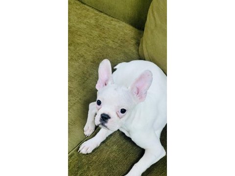 Kar beyaz french bulldog