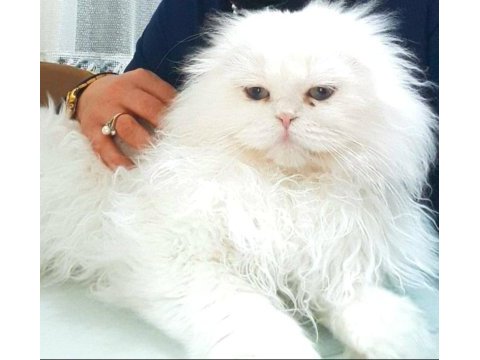 Beyaz melekler scottish fold longhair 4 yavru mevcut