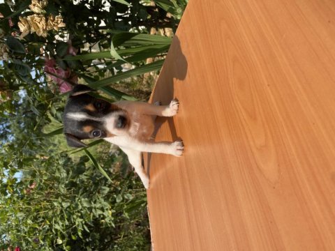 Afacan jack russell köpekler
