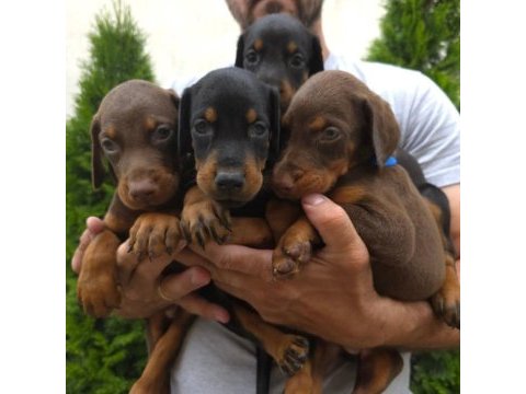 Muhteşem doberman bebekler güvenli kapıya teslim