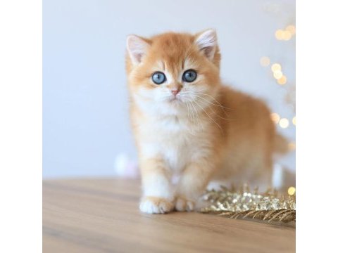 Manken gibi golden british shorthair 