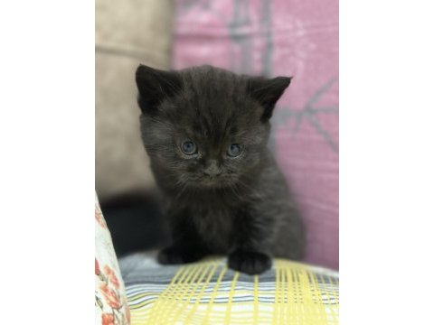 British shorthair