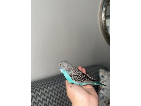 Yeni yeme düşen muhabbet kuşu yavrular esenler istanbul