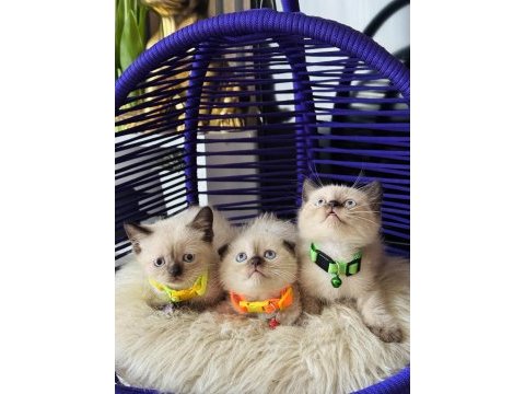 British shorthair chocolate point yavrular