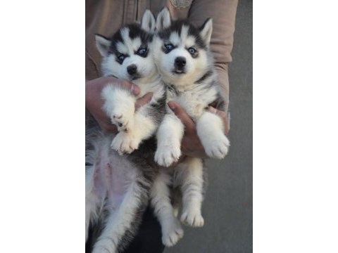 Husky sibirya yavruları