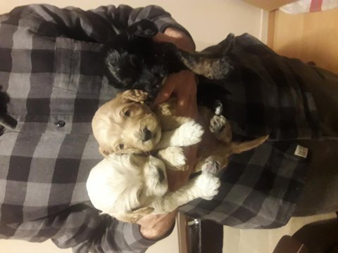 Toy poodle yavrularımız yuva arıyor