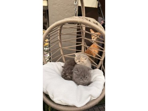 Sütten kesilmiş minik bebek yavru kediler