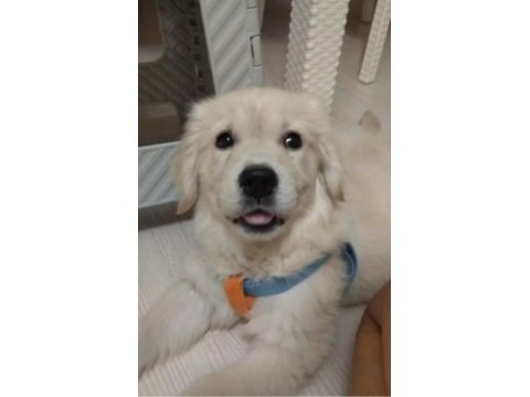 Dişi yavru golden retriever