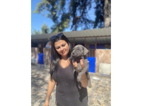 Blue mavi gözlü cane corso yavrularım