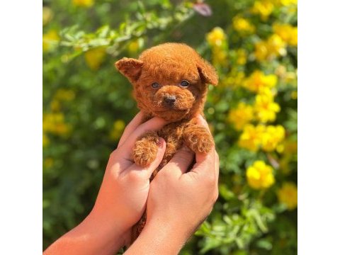 Pofuduk poodle yavrularımız