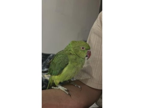 Pakistan papağanı 7 aylık