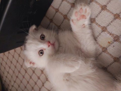 Scottish fold yavrular