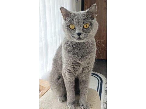 British shorthair gri kedimiz