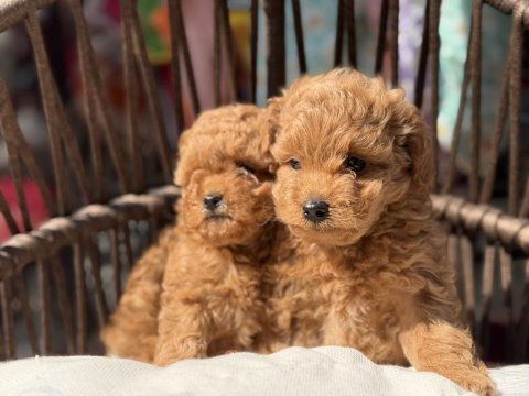 Toy poodle güzellikler