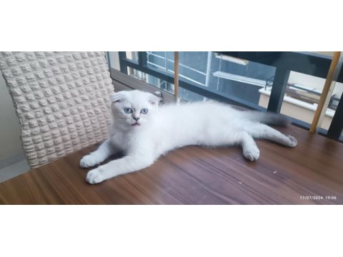 Scottish fold erkek