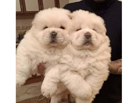 Chow chow çin aslanı yavrular